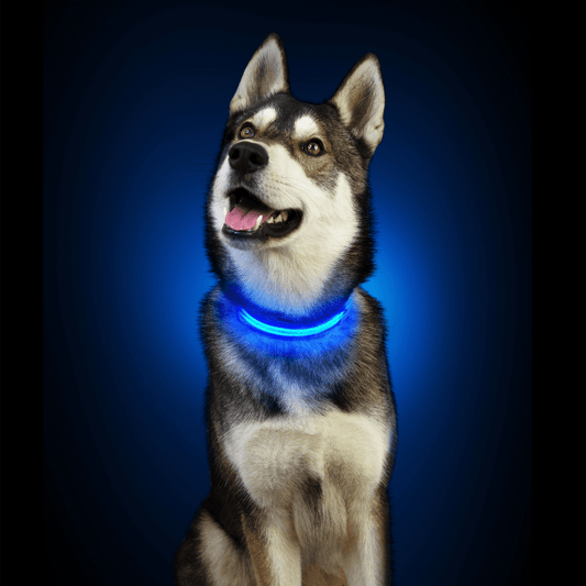 collier-chien-lumineux-recharge