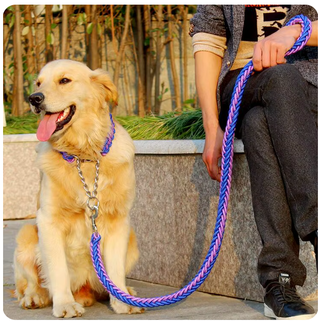 collier-laisse-chien-violet-bleu