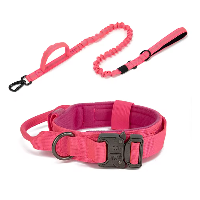 Collier et laisse pour chien