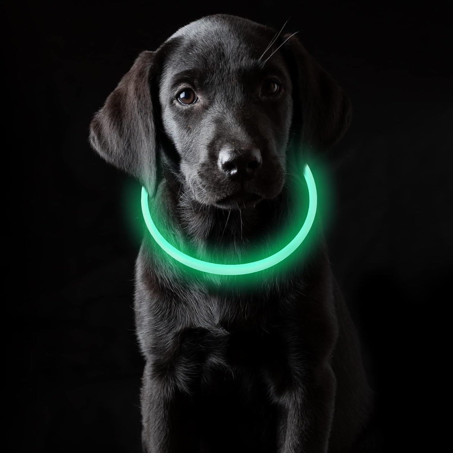 collier-chien-lumineux-vert