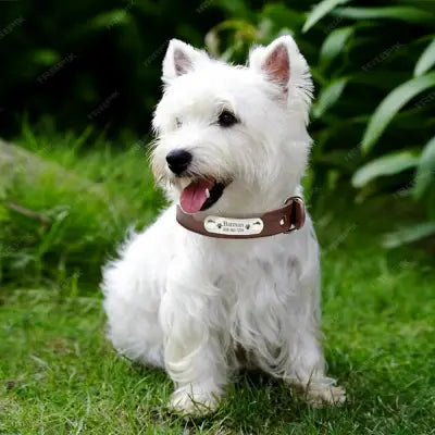 collier-chien-cuir-marron-petit