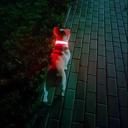 collier-pour-chien-lumineux-rouge