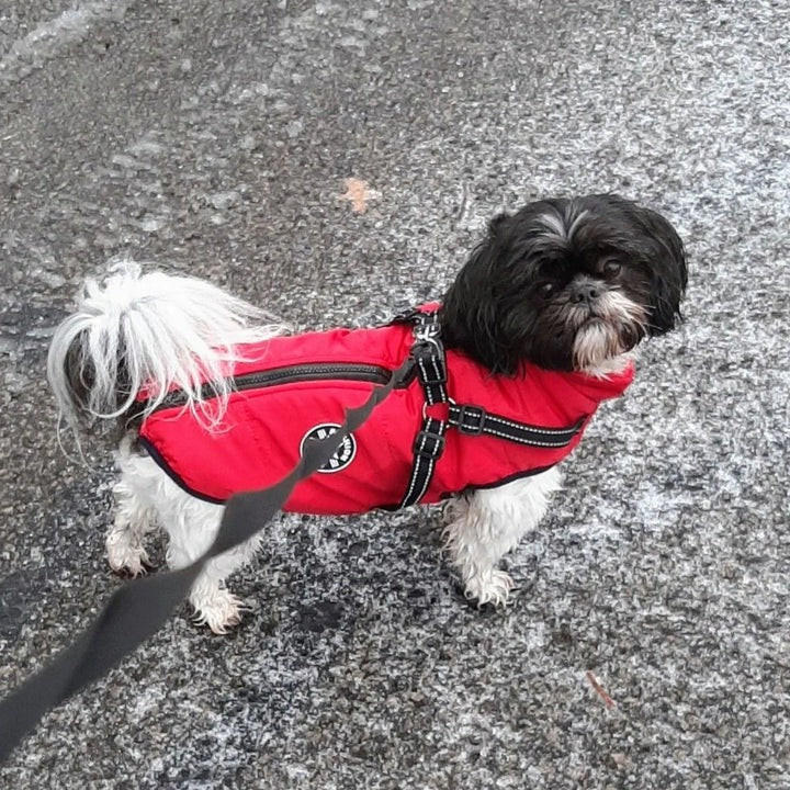 manteau-chien-petit-rouge