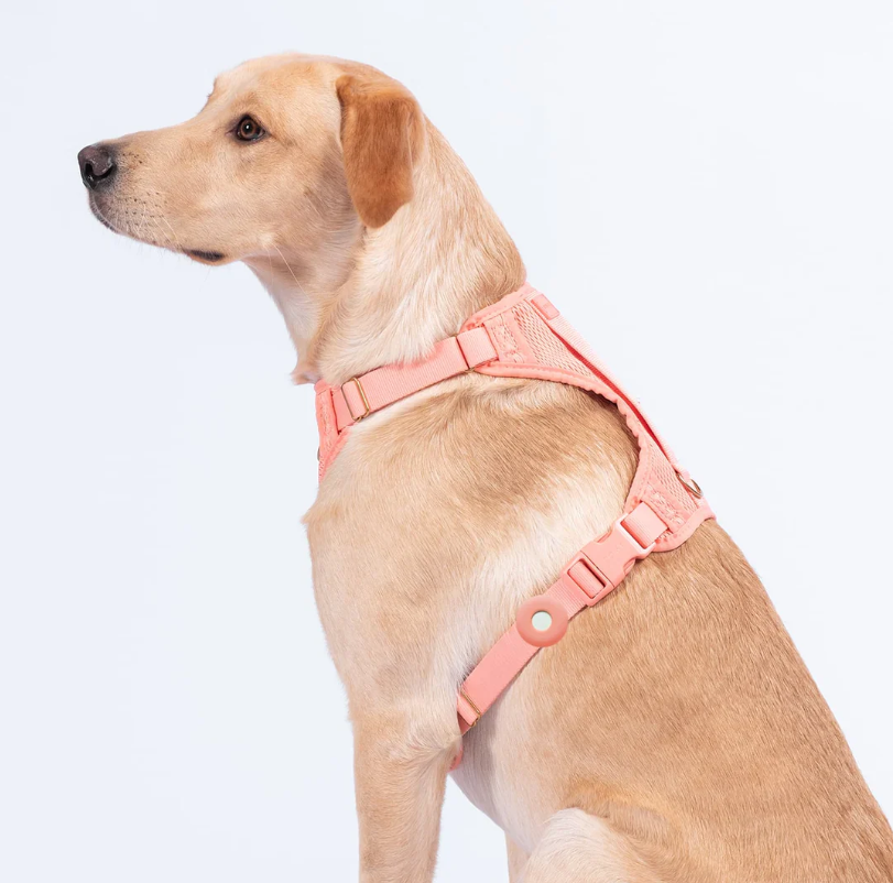 etui-airtag-chien-rose-harnais