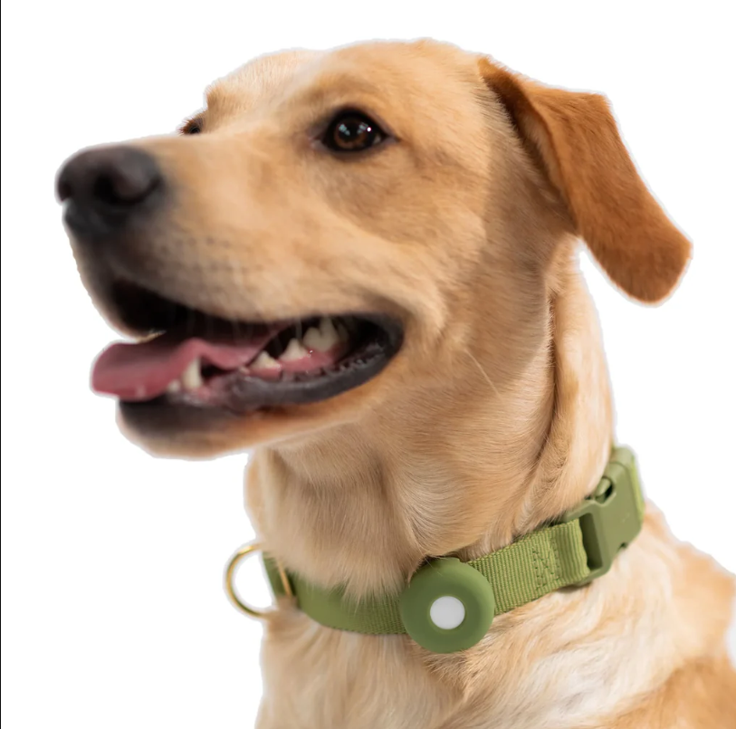 etui-airtag-chien-vert-labrador