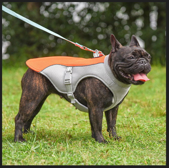 gilet-rafraichissant-chien-orange