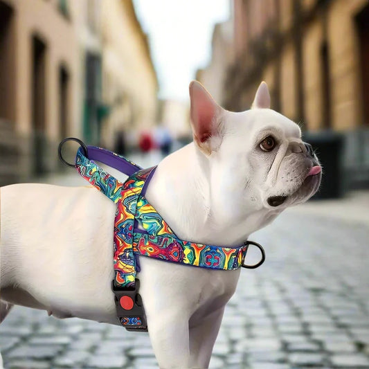 harnais-multicolore-bulldog-blanc-rue