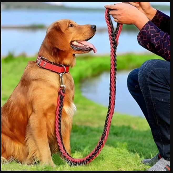 laisse-collier-chien-brin-rouge-noir