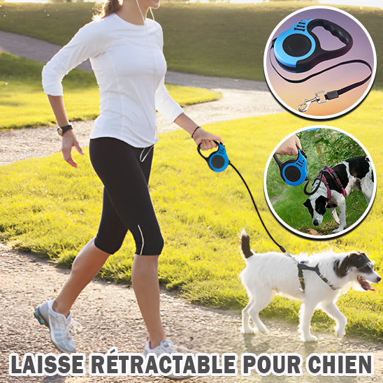 laisse-retractable-chien-balade