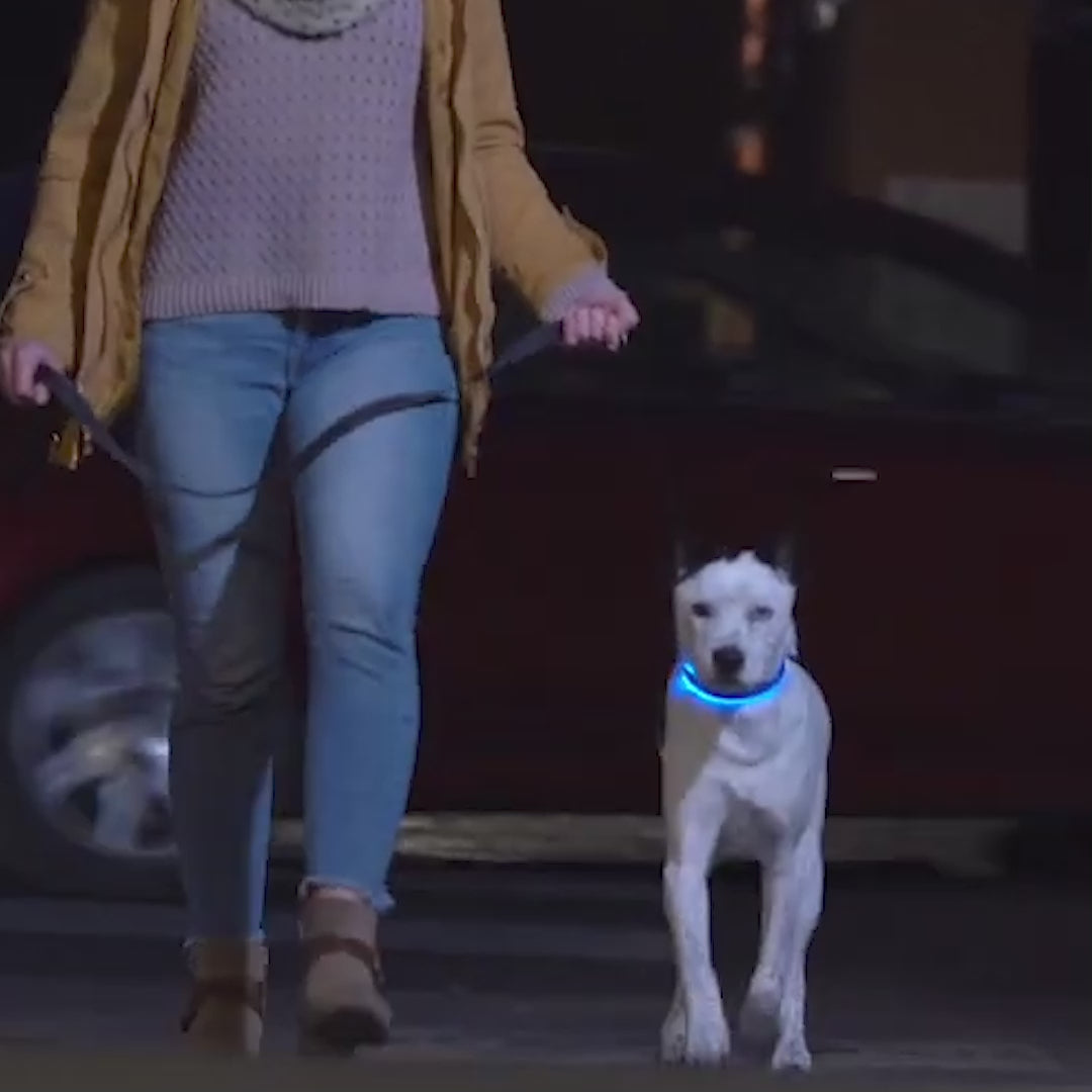 collier-pour-chien-lumineux-bleu-video