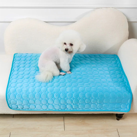 tapis-chien-canapé-bleu