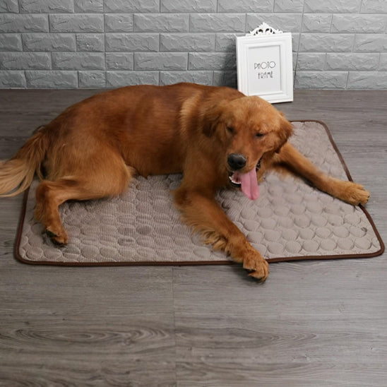 tapis-chien-lit-sol