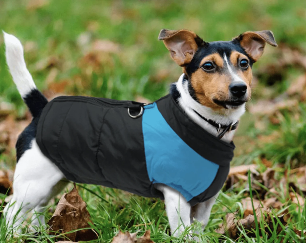 veste-rembourrée-chien-jack